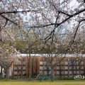 夕景 名城公園 ライオンヘルスパーク ベンチから見た桜と外堀通 2019