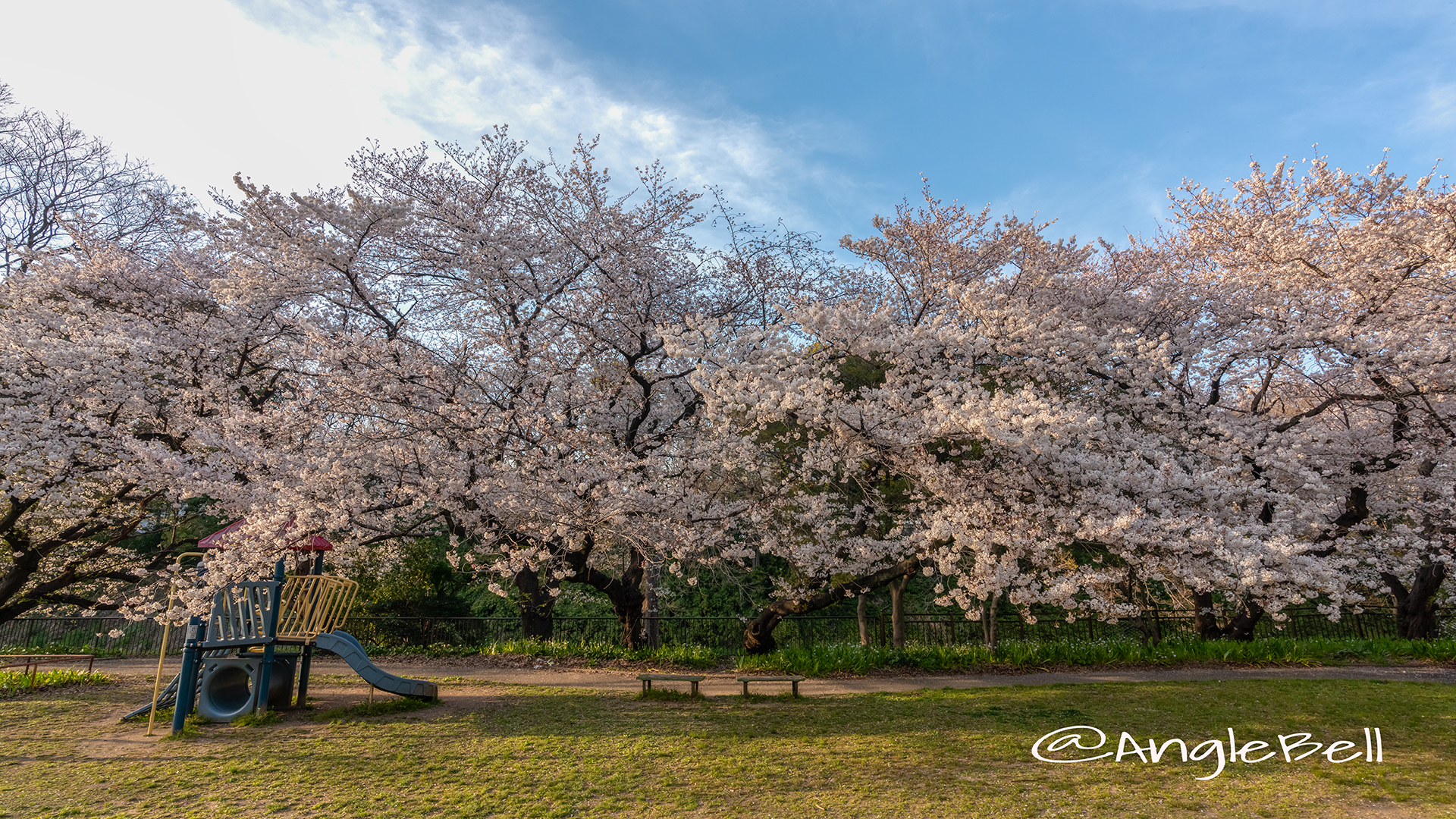 夕景 外堀通り名城公園 大津橋西側 ライオンヘルスパークの桜2019