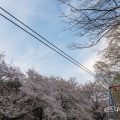 名城公園 ライオンヘルスパーク ターザンロープと桜