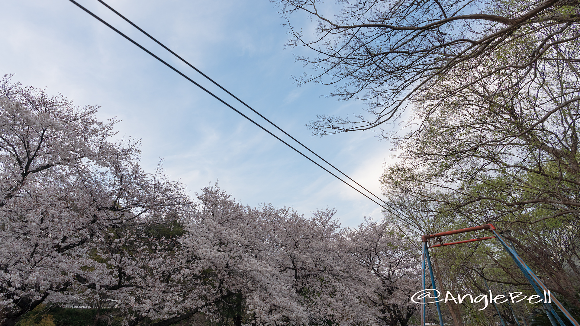 名城公園 ライオンヘルスパーク ターザンロープと桜