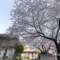 中区丸の内 東照宮会館 桜