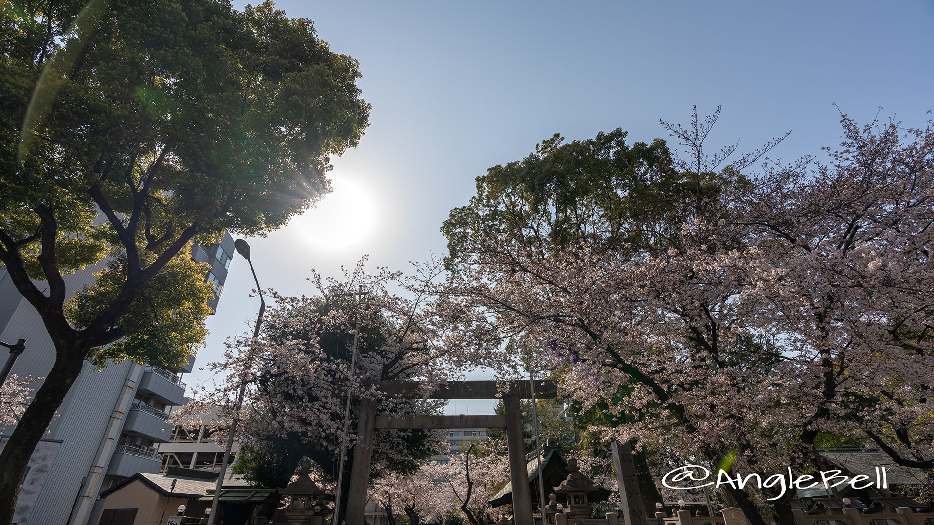 那古野神社 桜