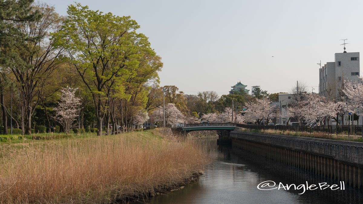 名古屋城 中土戸橋 堀川と桜風景