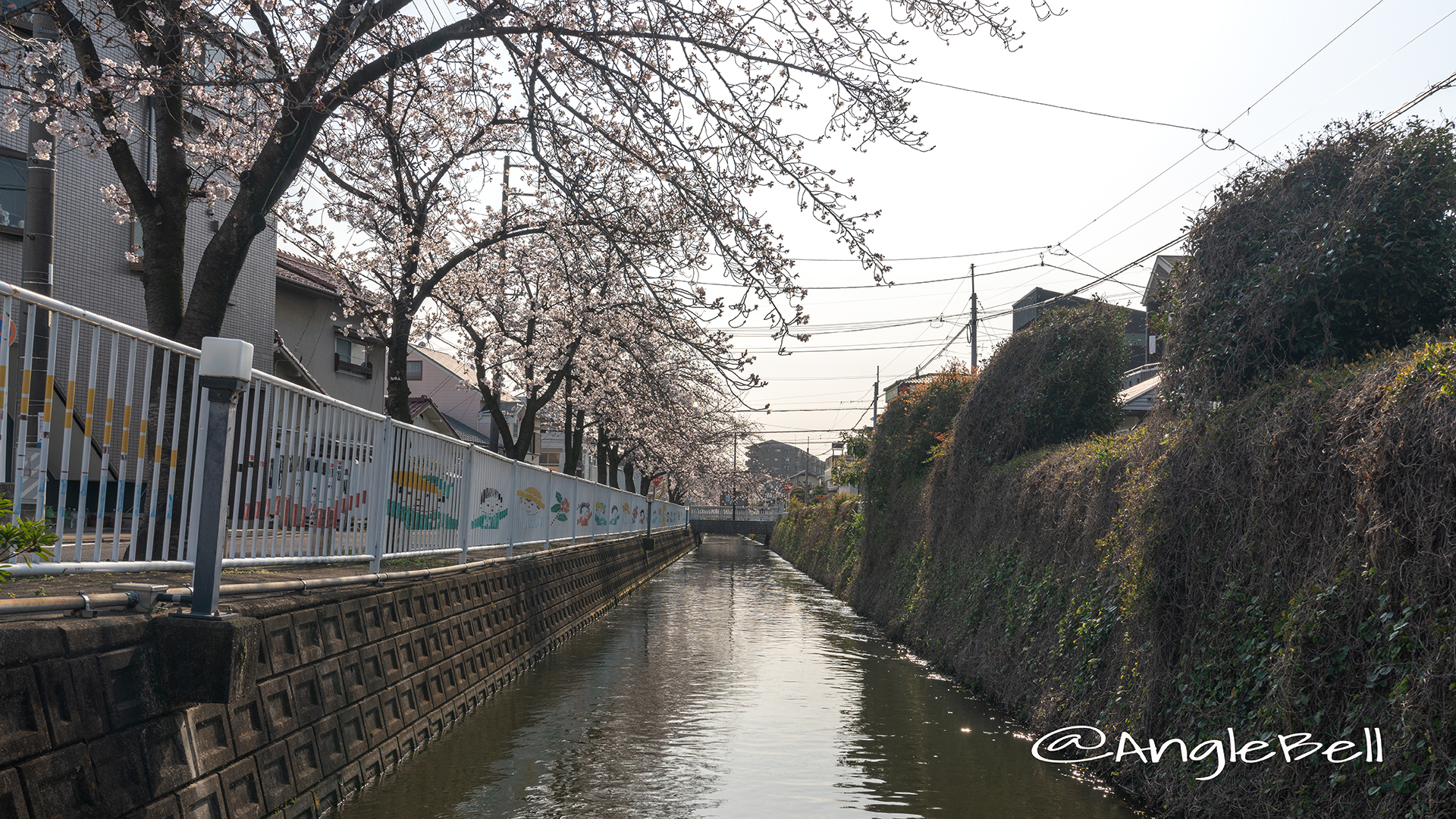 庄内用水縁道 桜