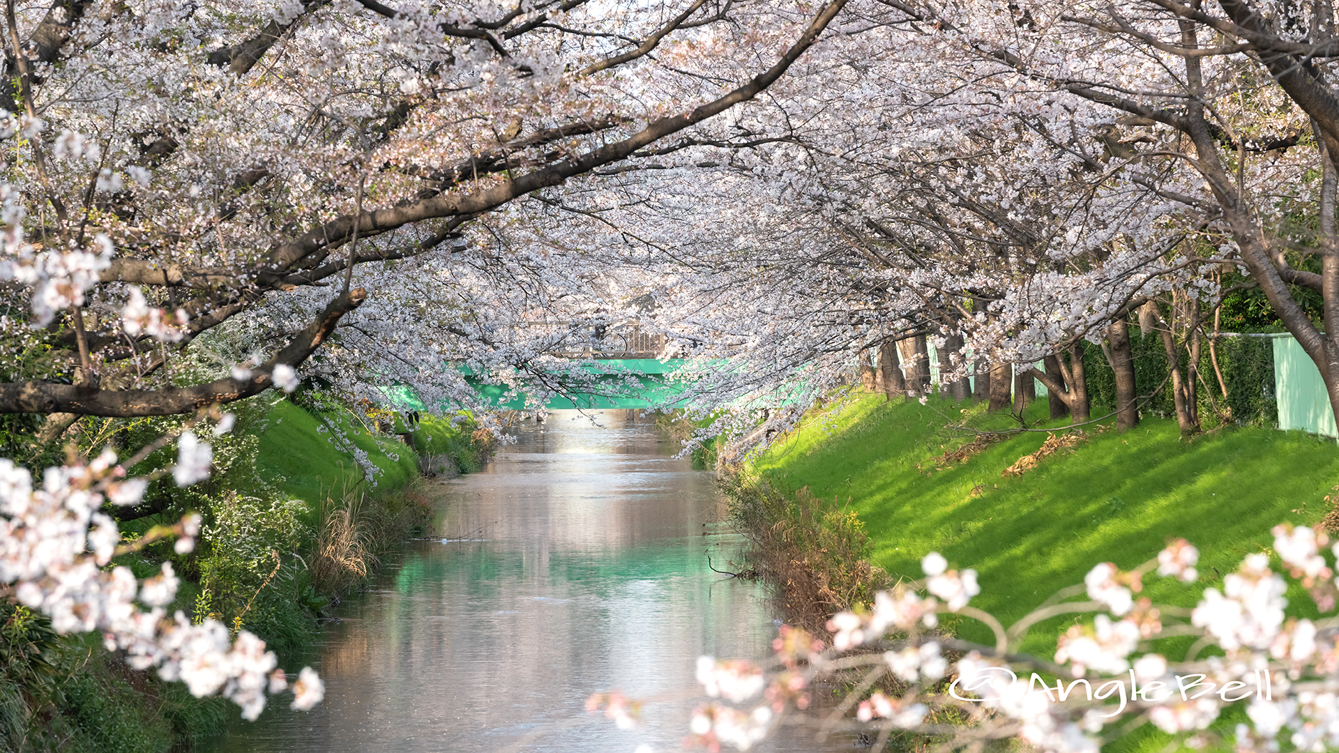 御用水跡街園 瑠璃光橋 桜 2019