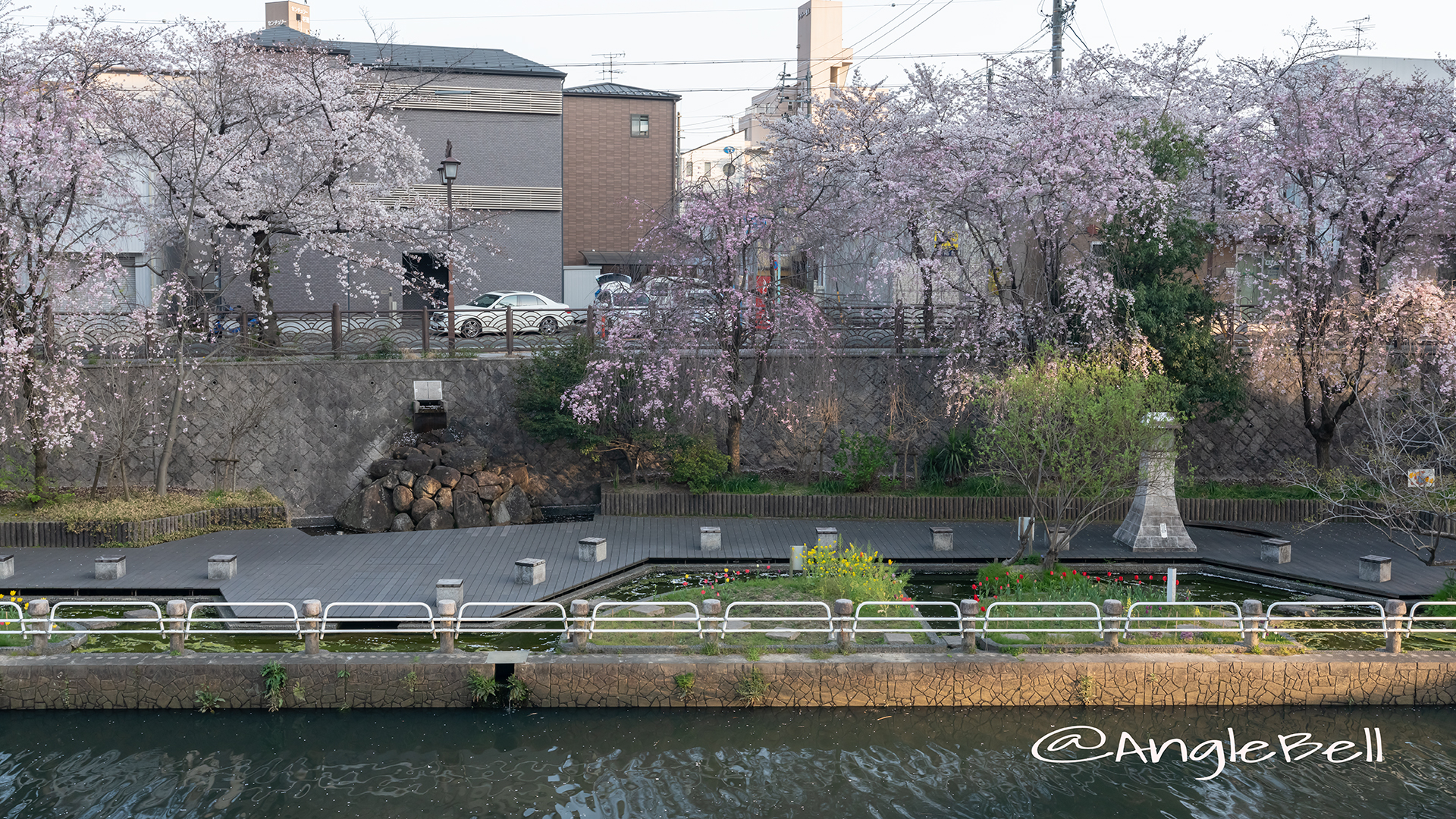 北清水親水広場 しだれ桜