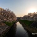 夕景 田幡橋から見る堀川の桜 April,2019