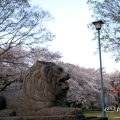 ライオン像 名城公園 ライオンヘルスパーク 桜,2019