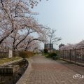 千種区 猪々道公園前の桜