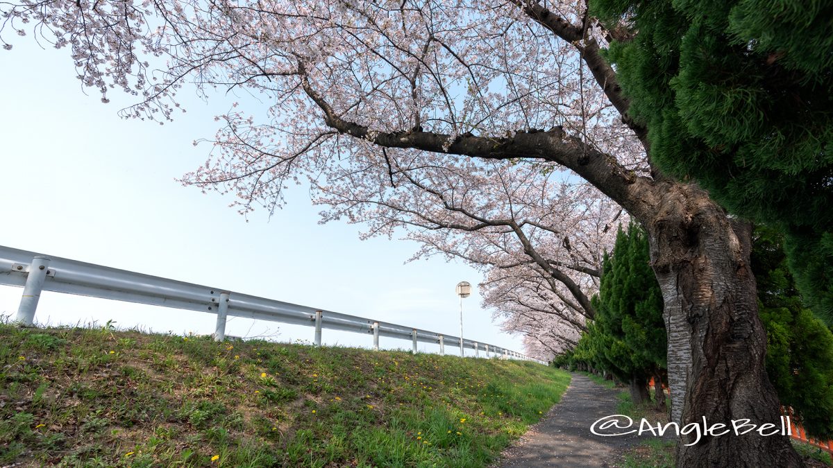 矢田川 河川敷 天神下公園 付近の桜