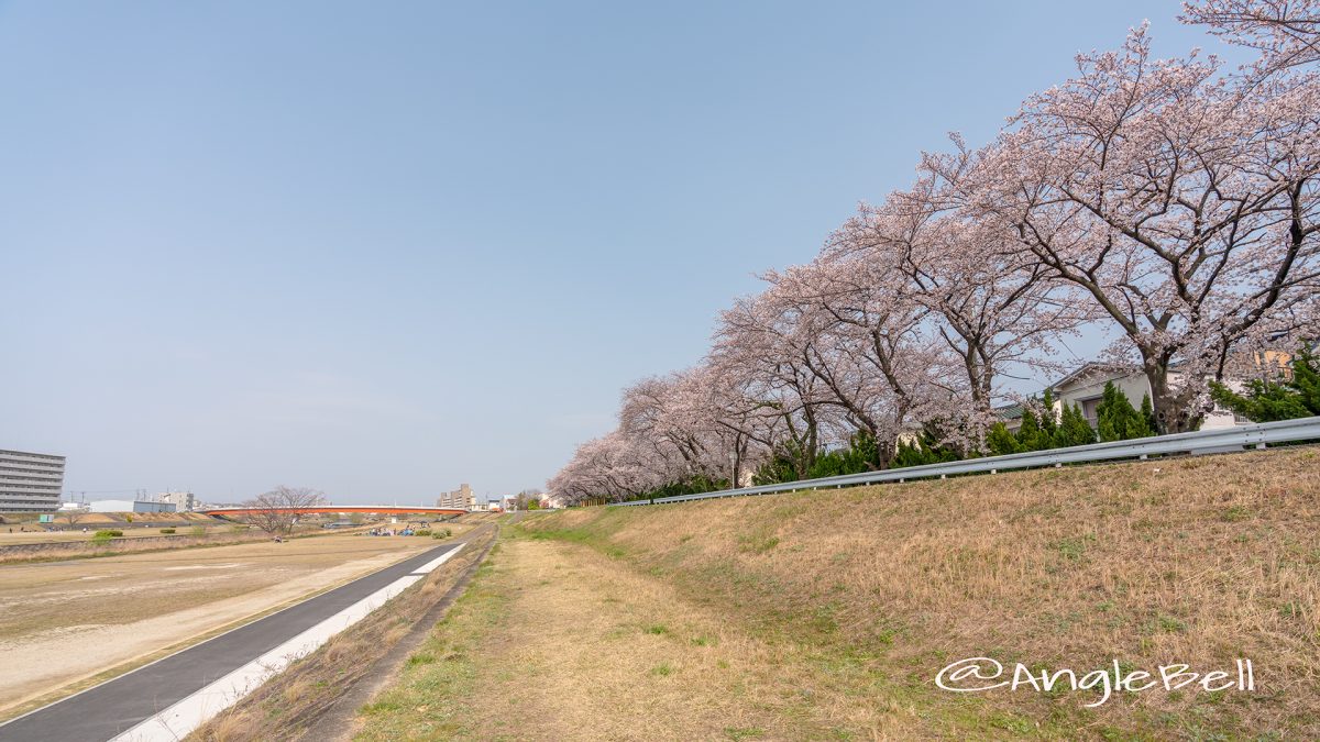 矢田川 河川敷 桜と小原橋