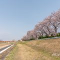 矢田川 河川敷 桜と小原橋