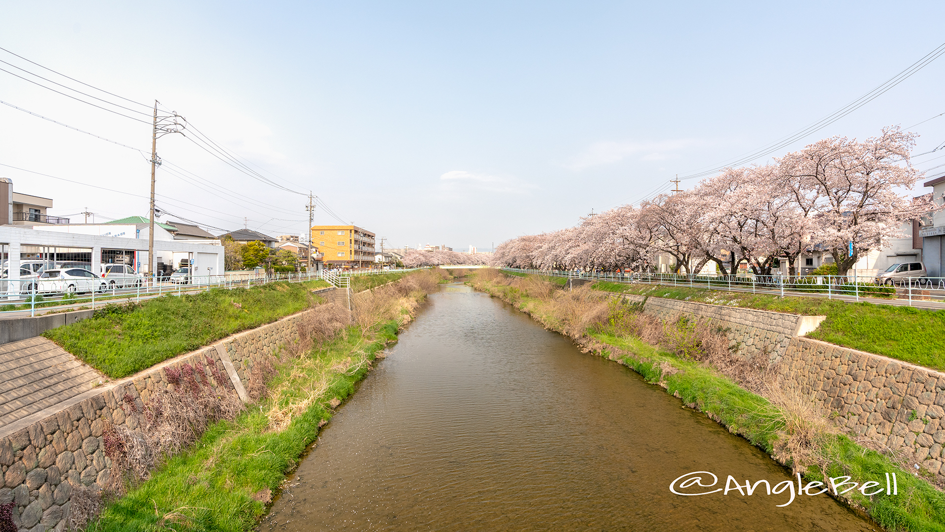 香流川緑道の桜並木（新屋敷橋）