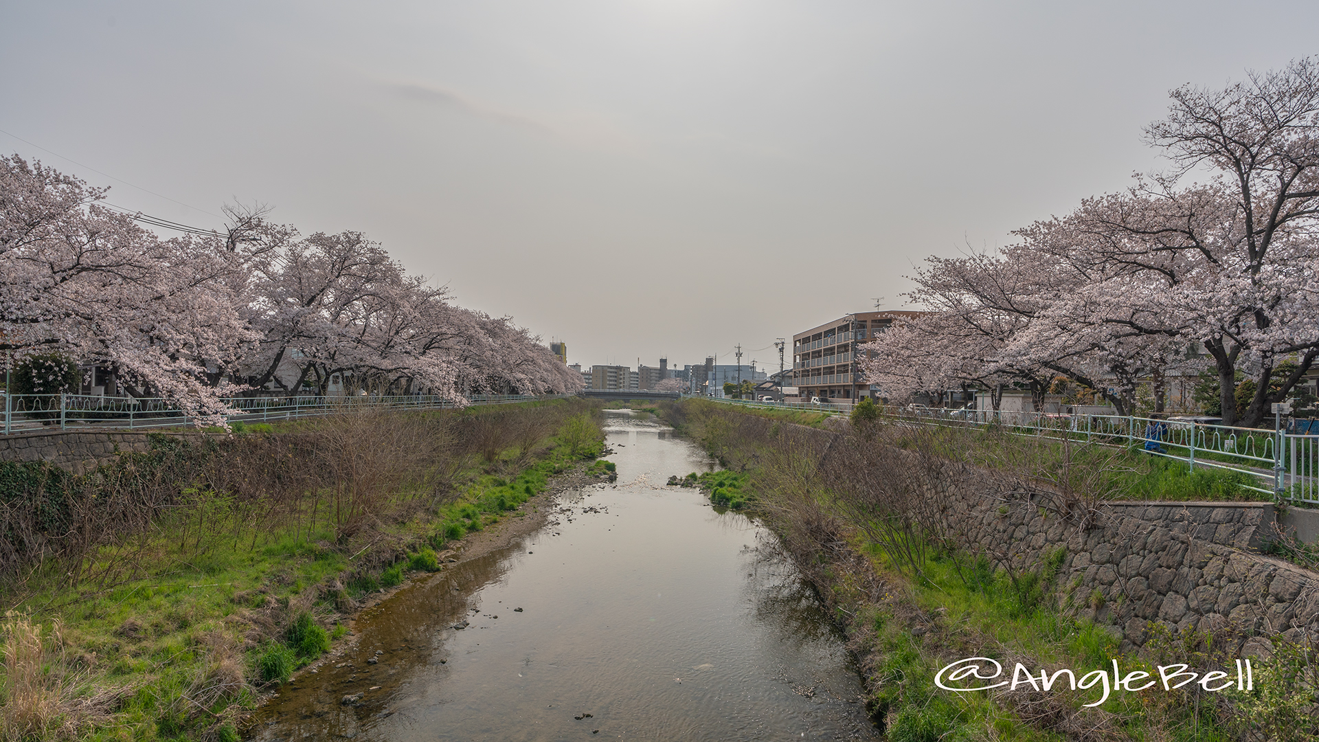 香流川緑道の桜並木（神の木人道橋）