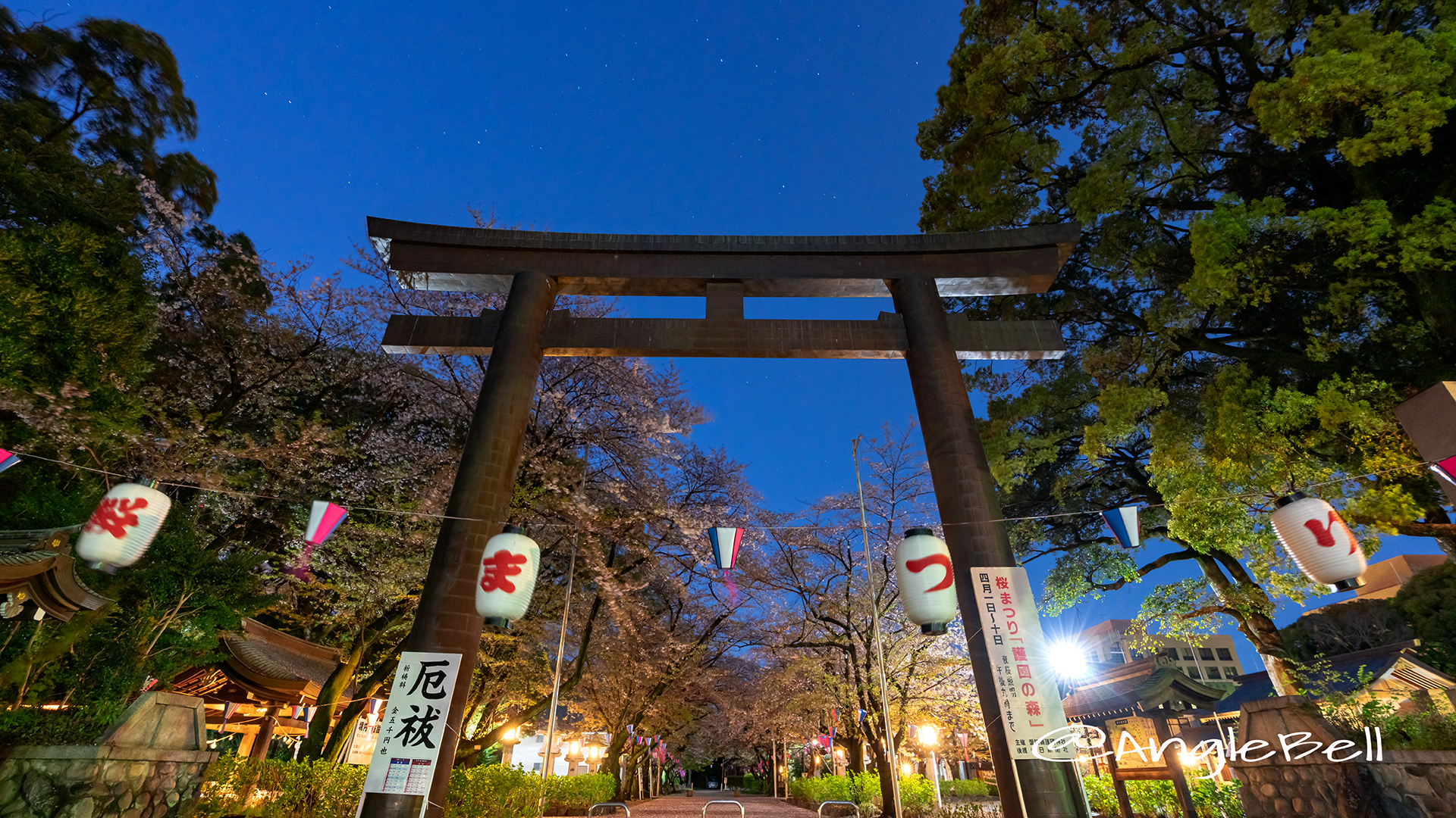 夜景 愛知縣護國神社 鳥居と桜 2019