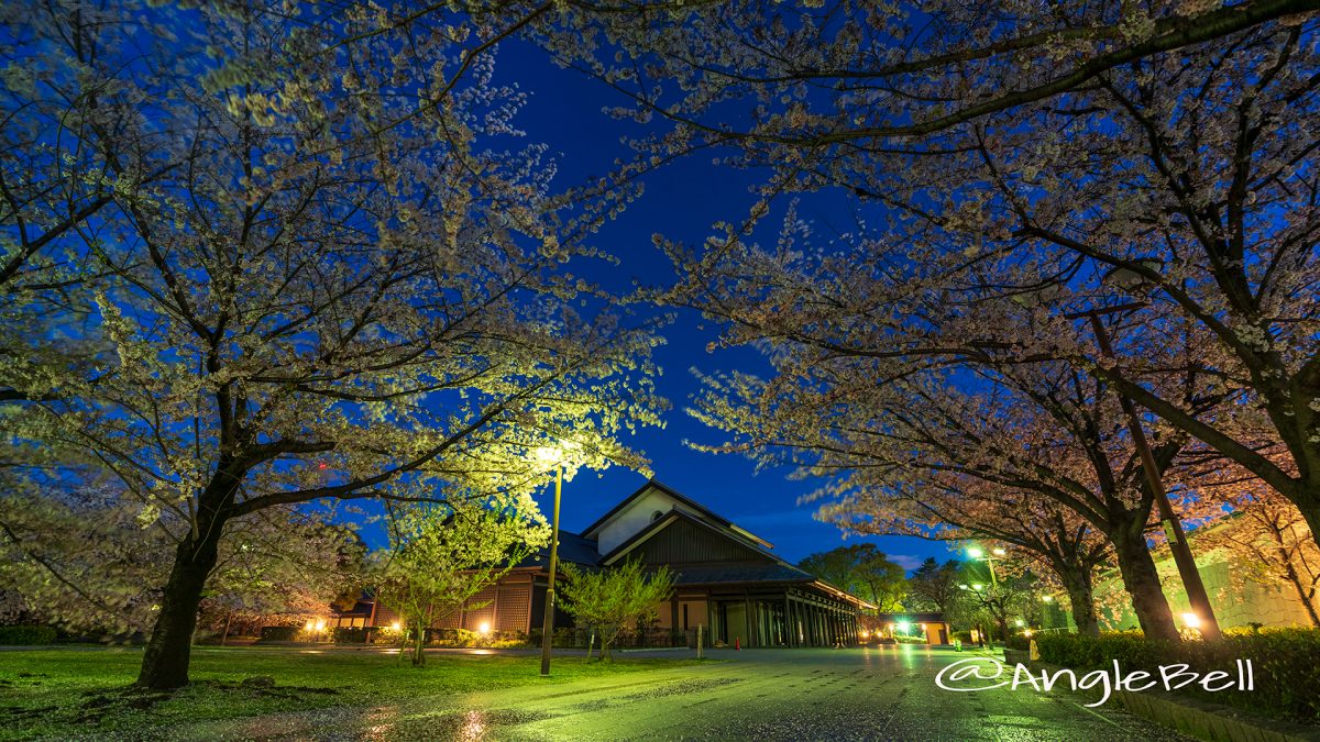 夜景 雨上がりの名古屋能楽堂と桜風景 April 2019