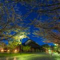 夜景 雨上がりの名古屋能楽堂と桜風景 April 2019