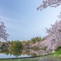 早朝 名城公園北園 おふけ池から見る桜の風景（領内桜）2019