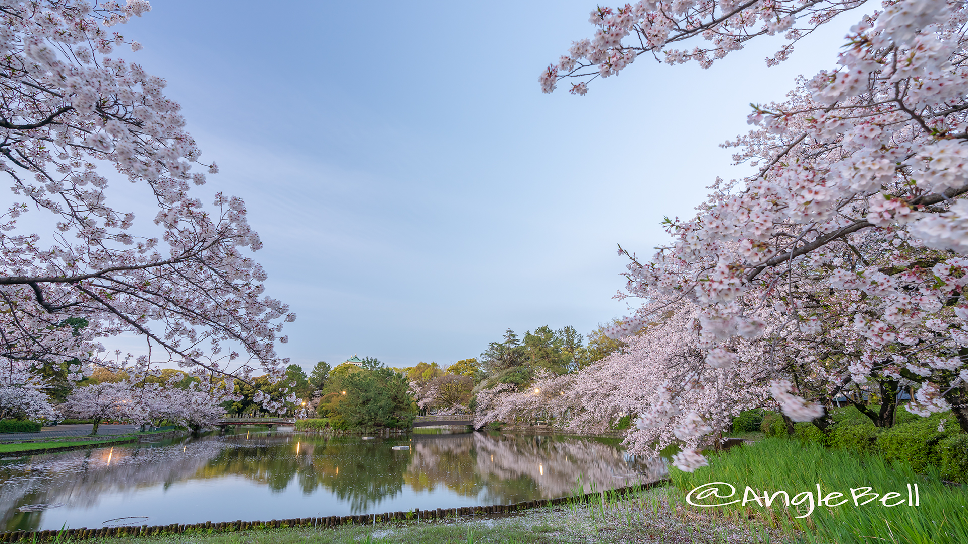 早朝 名城公園北園 おふけ池から見る桜の風景（領内桜）2019