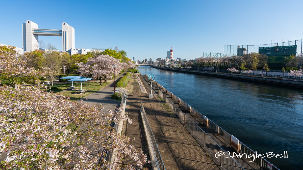 白鳥公園 桜並木と名古屋国際会議場 2019