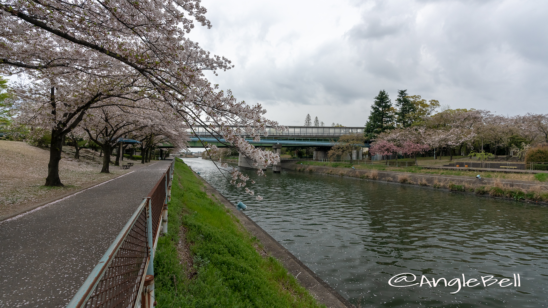 荒子川緑道 桜並木（荒子川公園）