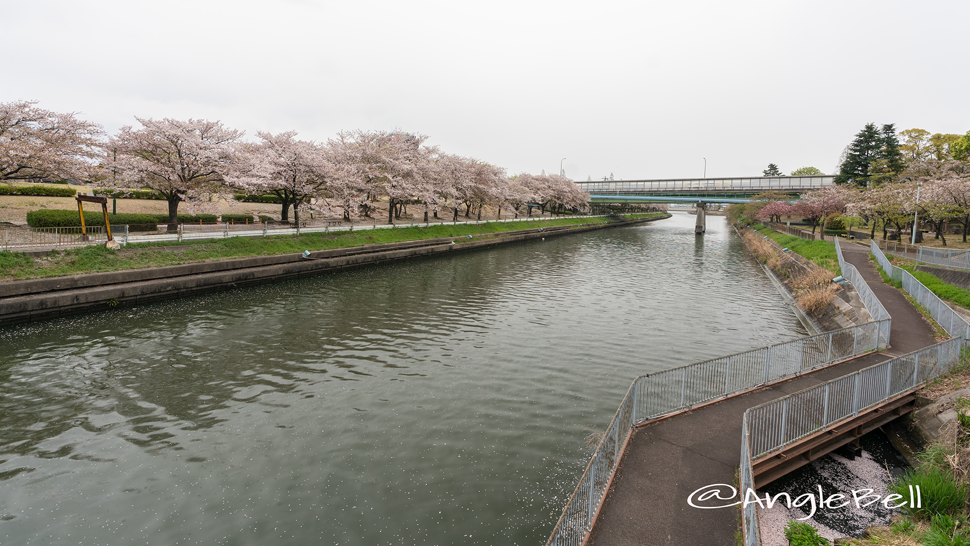 荒子川公園（連絡橋）桜並木 2019