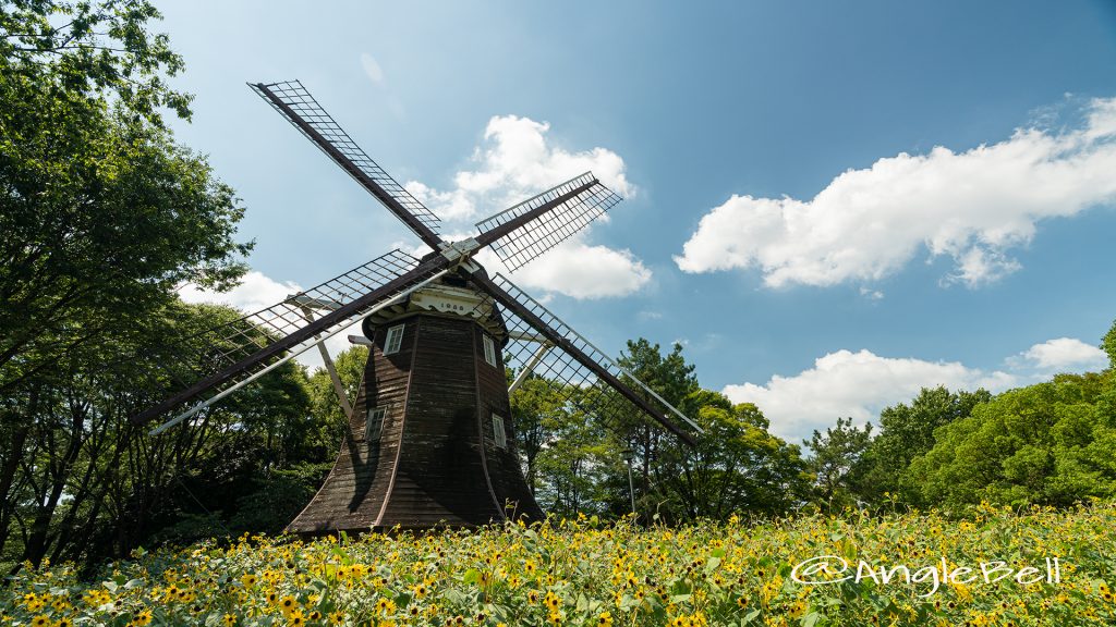 名城公園 ヒマワリとオランダ風車2019