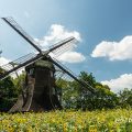 名城公園 ヒマワリとオランダ風車2019
