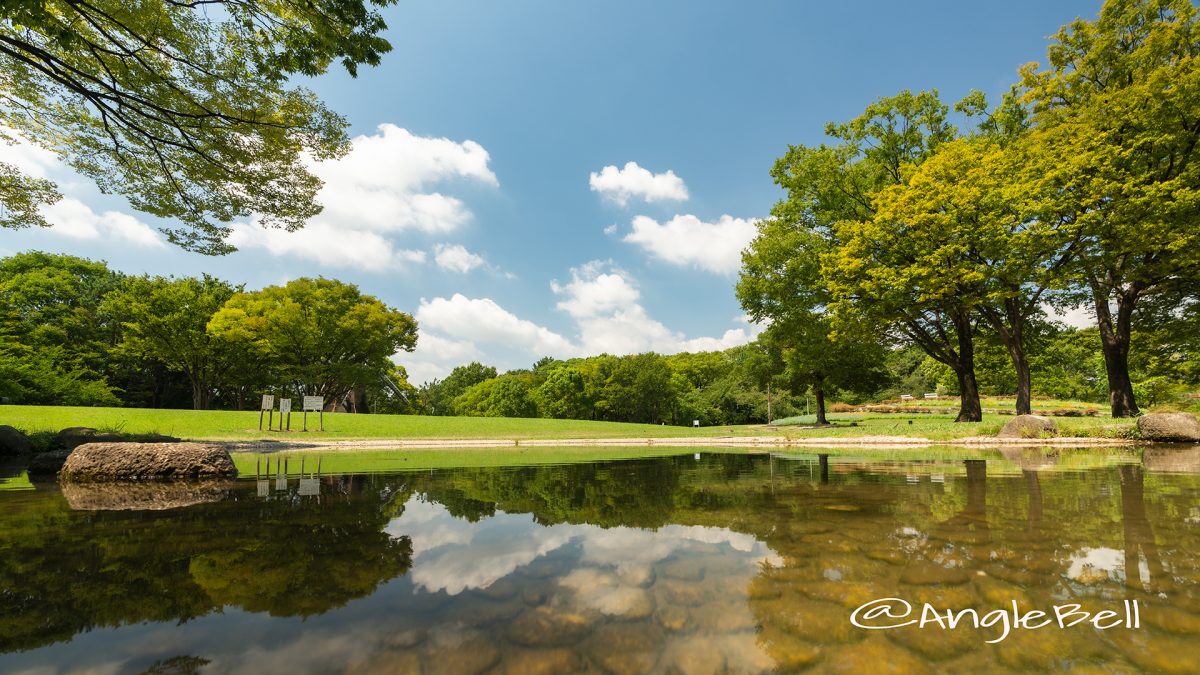 名城公園 芝生広場 真夏の風景