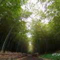 名古屋市緑区 大高緑地 竹林散策路