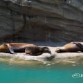 東山動植物園 カリフォルニアアシカ