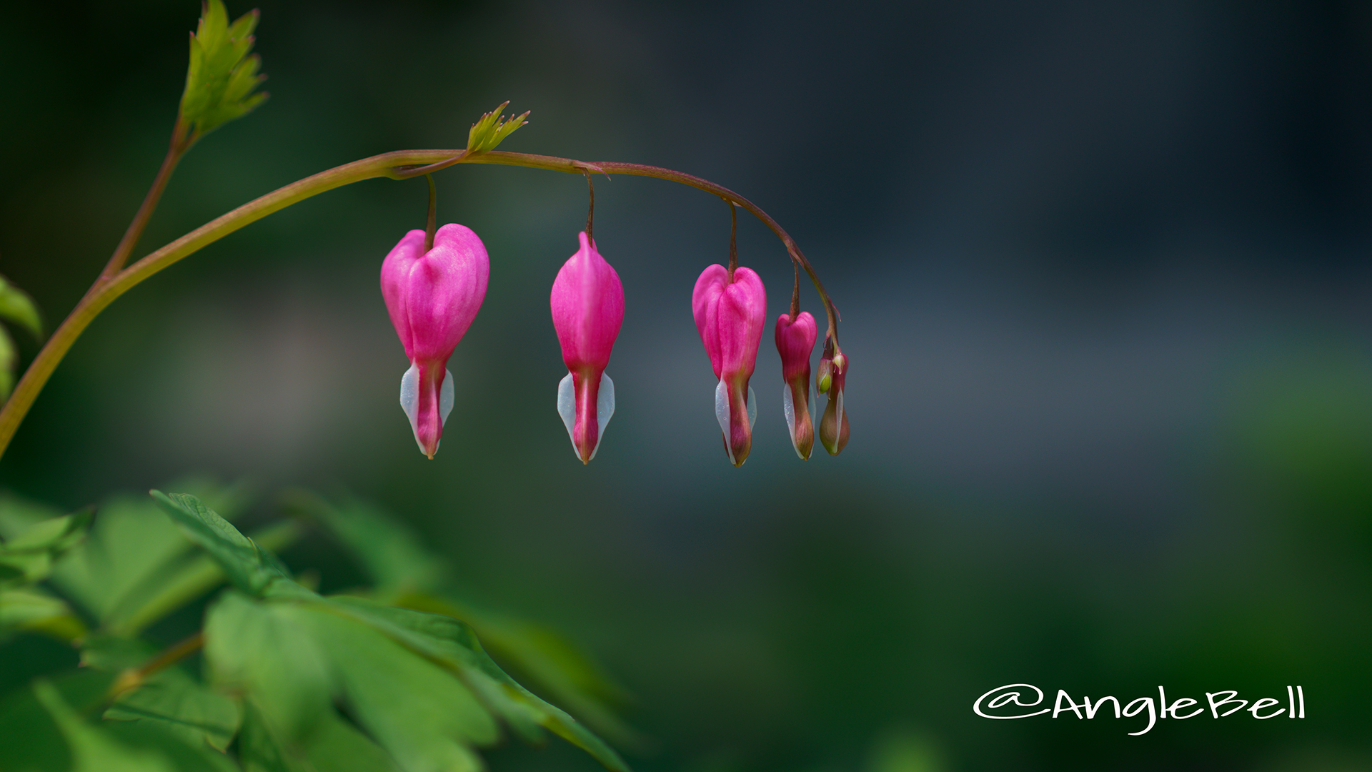 ケマンソウ 華鬘草 - AngleBell Flowers ケマンソウ 華鬘草 - AngleBell Flowers