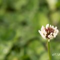 シロツメクサ 白詰草 Flower Photo1