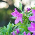 オオムラサキツツジ 大紫躑躅 Flower Photo1