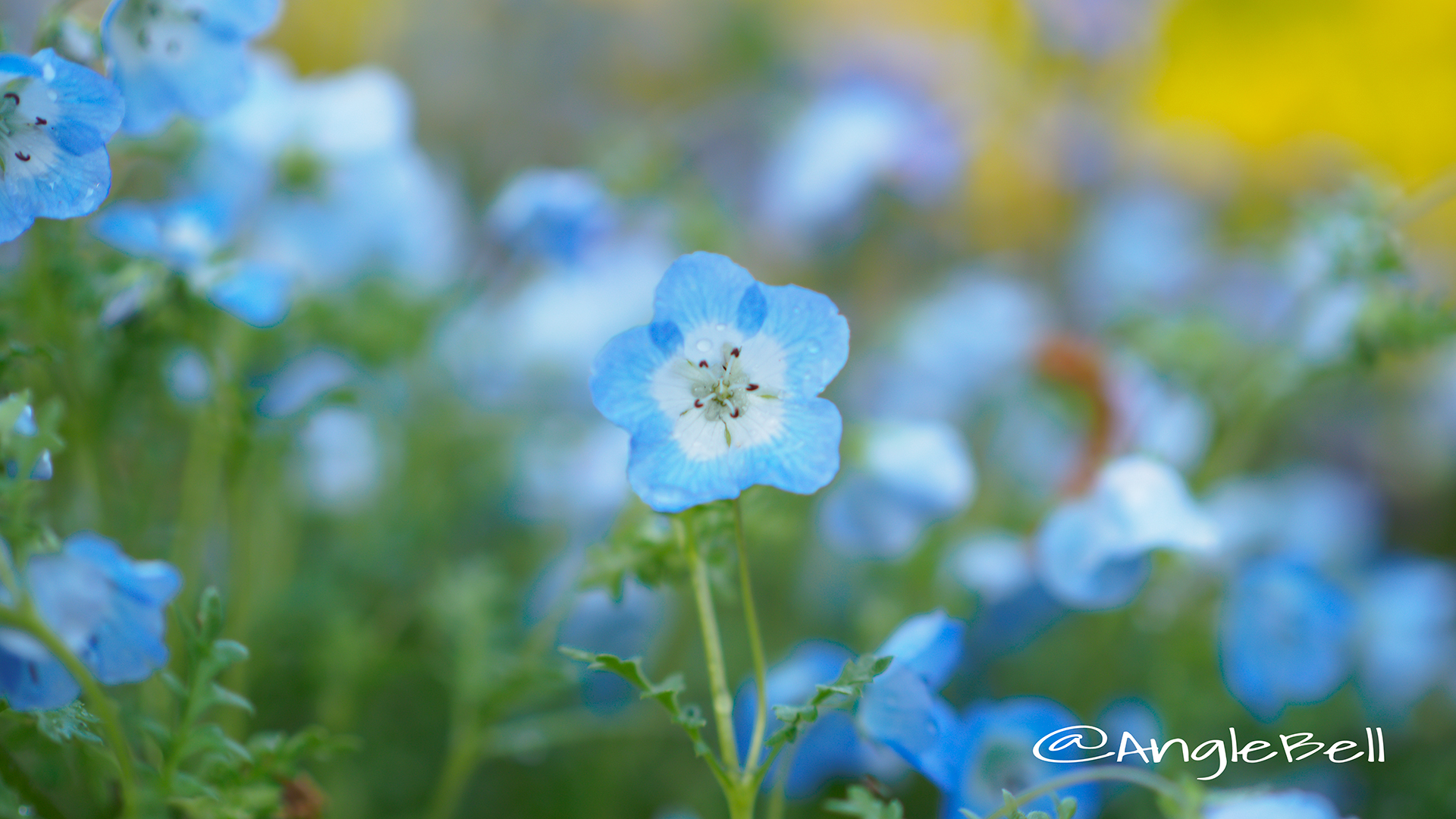 ネモフィラ 瑠璃唐草 Flower Photo8