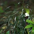 ユキモチソウ 雪餅草 Flower Photo1