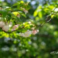 八重桜 松月 Flower Photo1