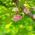 フゲンゾウ 普賢象(八重桜) Flower Photo1