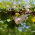 ナラノヤエザクラ 奈良の八重桜 Flower Photo1