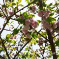 ランラン 蘭蘭(八重桜) Flower Photo1