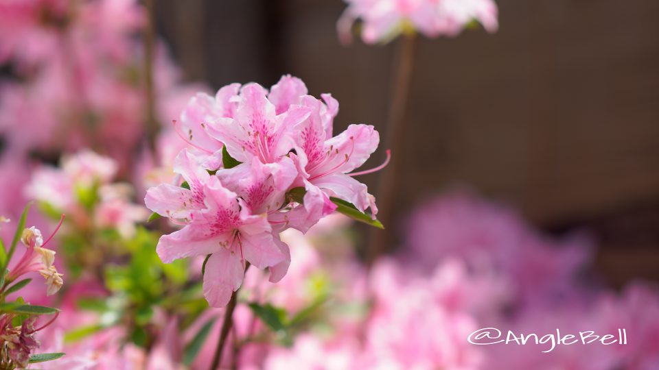 トコナツ 常夏 (石楠花)