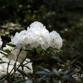 ヤクシマシャクナゲ 屋久島石楠花 Flower Photo1