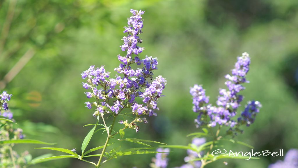 セイヨウニンジンボク 西洋人参木 Flower Photo1
