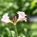 ナツズイセン 夏水仙 Flower Photo1