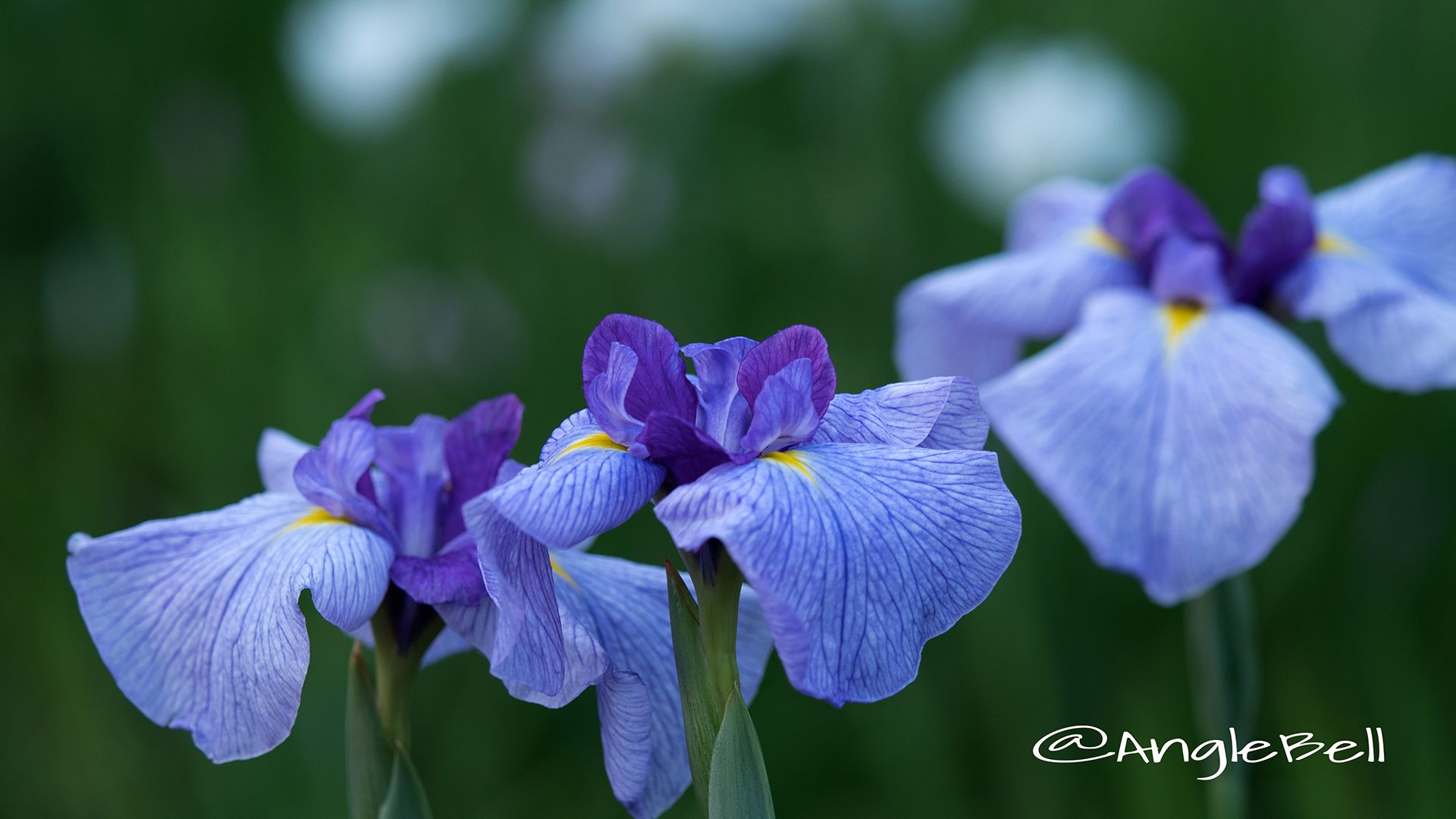 ハナショウブ 花菖蒲