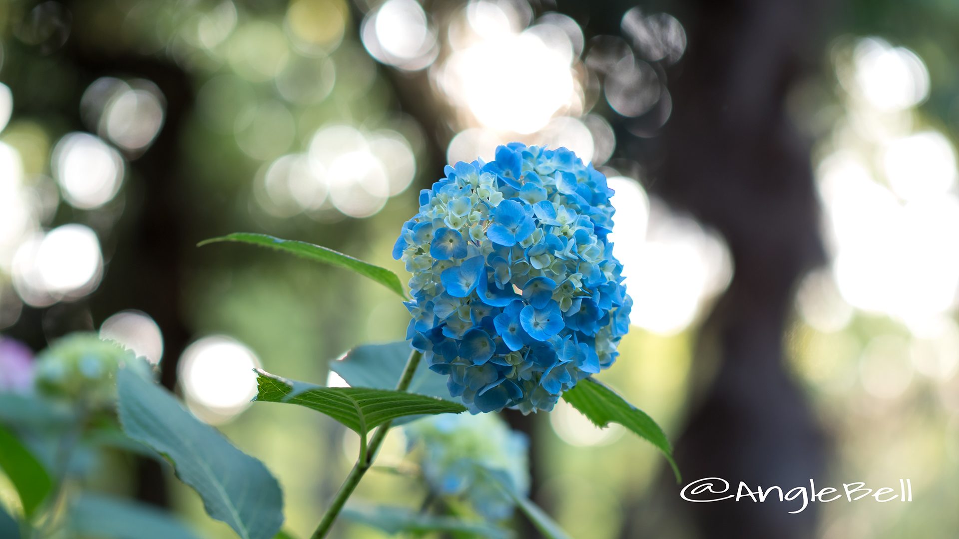 アジサイ 紫陽花