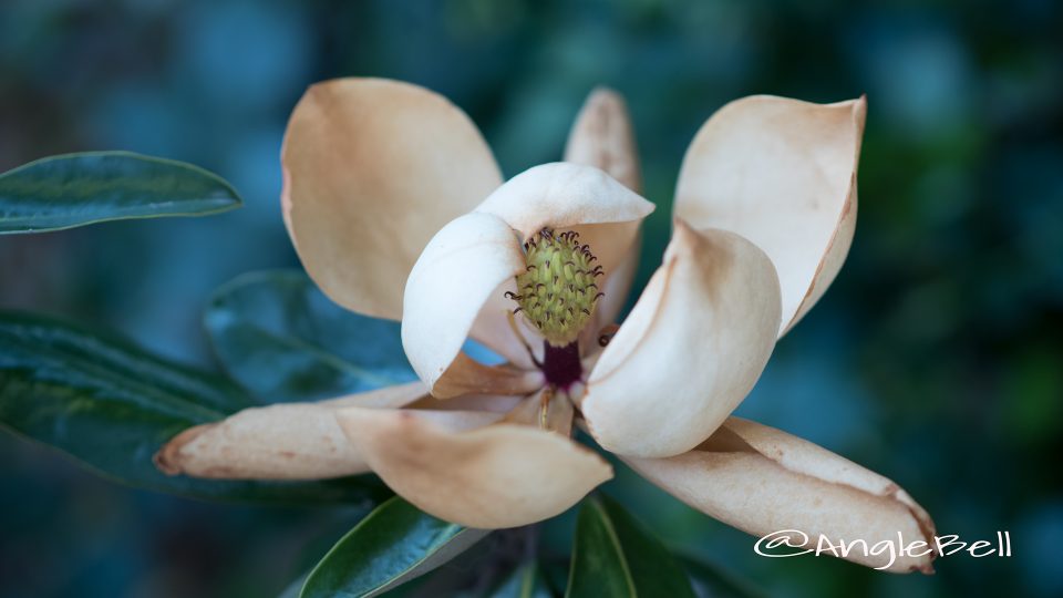 オオヤマレンゲ 大山蓮華