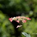 クレナイ 紅 (ヤマアジサイ) Flower Photo1