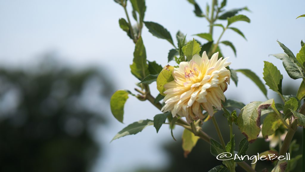 プリティベイビー (ダリア) Flower Photo1