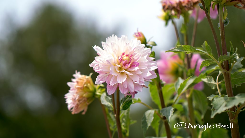 サフラン (ダリア) Flower Photo1